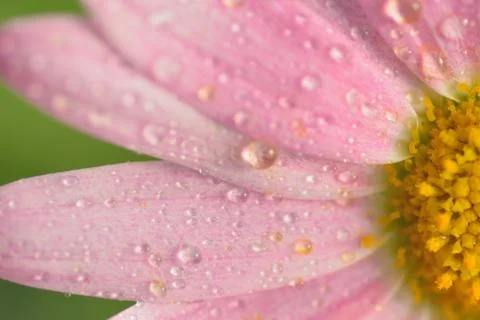 Macro texture of pink colored Daisy flower Stock Photos