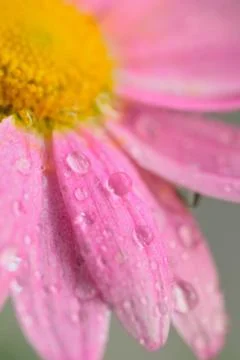 Macro texture of pink colored Daisy flower Stock Photos