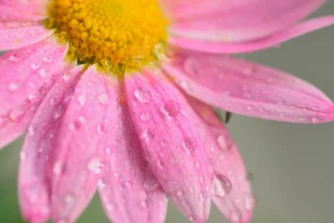 Macro texture of pink colored Daisy flower Stock Photos