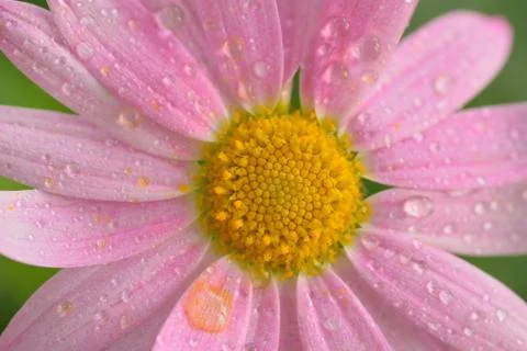 Macro texture of pink colored Daisy flower Stock Photos