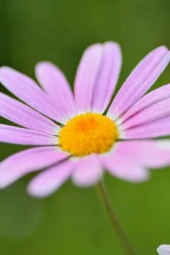 Macro texture of pink Daisy flower Stock Photos