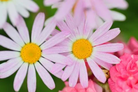 Macro texture of pink Daisy flower Stock Photos