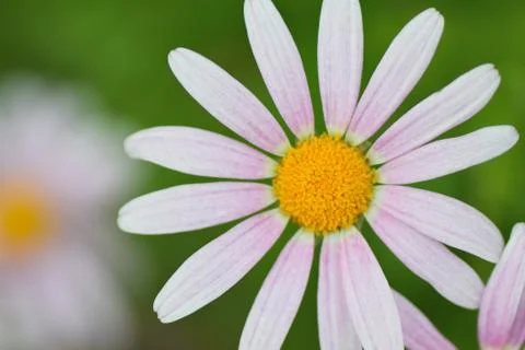 Macro texture of pink Daisy flower Stock Photos