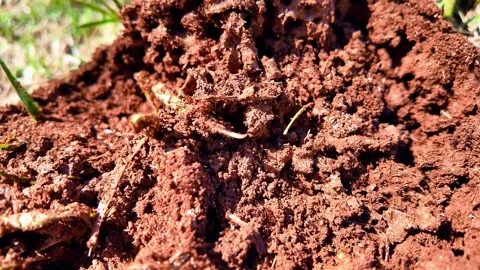 Macro Texture of Porous Soil and Active Ant Hill Mound Video stock 337907503