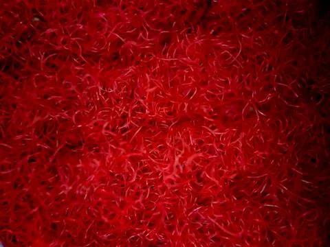 Macro texture of red and gold home carpet fabric, suitable for wallpaper back Stock Photos