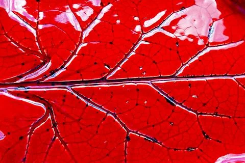 Macro texture of red ceramic plate with leaf imprint glossy Stock Photos