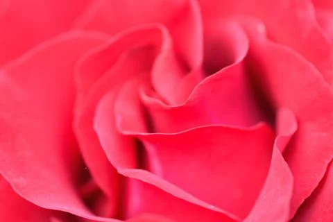 Macro texture of Red Rose flower Stock Photos