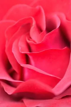 Macro texture of Red Rose flower Stock Photos