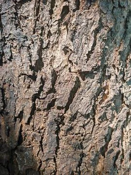 Macro Texture of Rough Brown Tree Bark with Natural Cracks and Ridges Foto stock