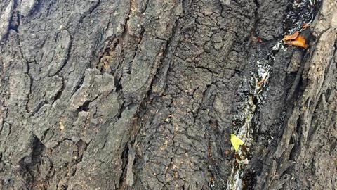 Macro Texture of Rough Dark Tree Bark with Natural Sap Residue Foto stock