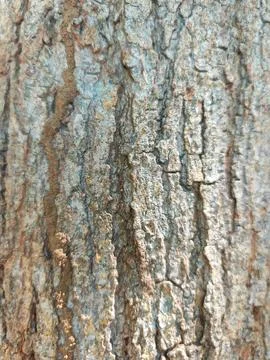 Macro Texture of Rough Grey Tree Bark with Natural Cracks and Termite Trails Foto stock