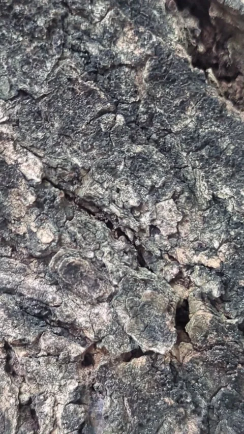 Macro Texture of Rough Natural Tree Bark with Deep Fissures Stock Footage 329212812