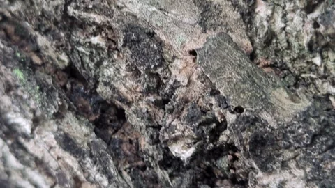 Macro Texture of Rough Natural Tree Bark with Deep Fissures Stock Footage 329212816
