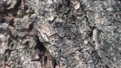 Macro Texture of Rough Natural Tree Bark with Deep Fissures Stock Footage 329212817