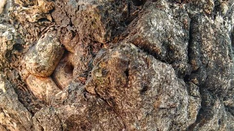 Macro Texture of Rough Natural Tree Bark with Deep Fissures and Organic Details 스톡 사진