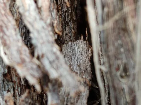 Macro Texture of Rough Tree Bark, Natural Wood Background Close-up Stock Photos