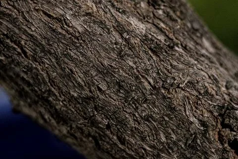 Macro Texture of Rough Tree Bark with Natural Grooves Фото