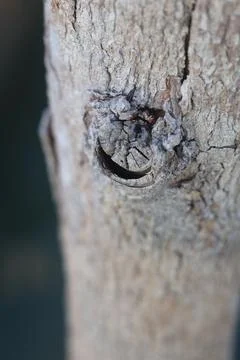 Macro Texture of Rough Tree Bark with Wood Knot Photos