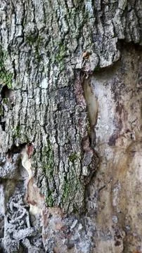 Macro texture of rough tree bark with green moss patches and detailed natur.. Stock Photos