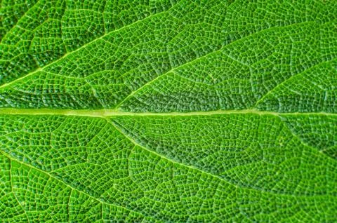 Macro texture of sage leaf closeup Stock Photos