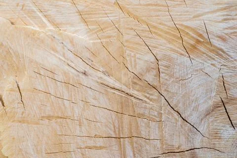 Macro texture saw cut tree closeup. Stock Photos