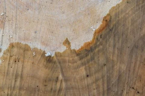 Macro texture saw cut tree closeup. Stock Photos