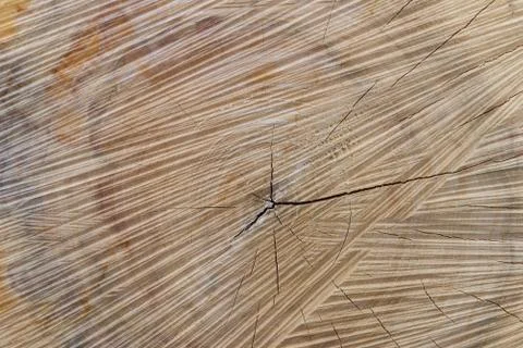 Macro texture saw cut tree closeup. Stock Photos