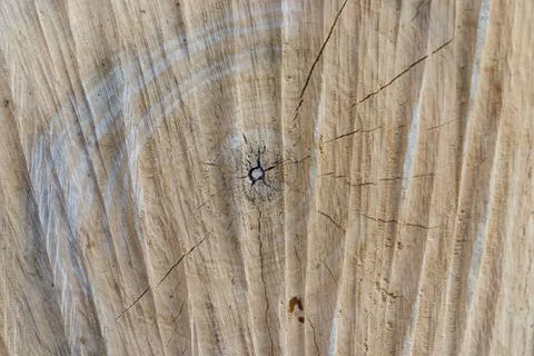 Macro texture saw cut tree closeup. Stock Photos