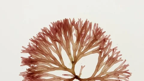 Macro texture of Scinaia furcellata red seaweed for skincare and spa Stock Footage 340127566
