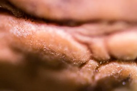 Macro texture shoot from walnut shell Foto stock