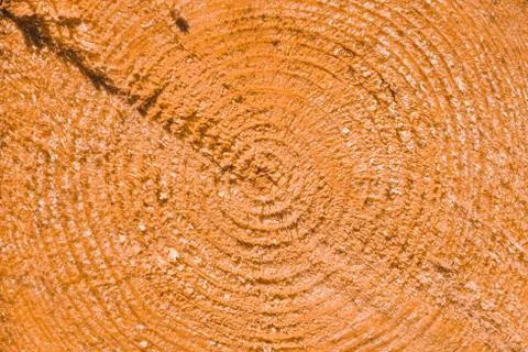 Macro texture of a slice of pine trunk Stock Photos