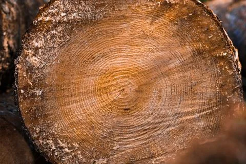 Macro texture of a slice of pine trunk Stock Photos