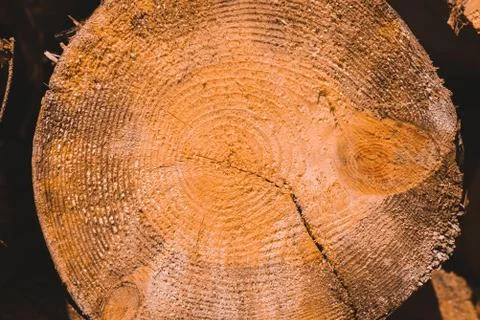 Macro texture of a slice of pine trunk Stock Photos