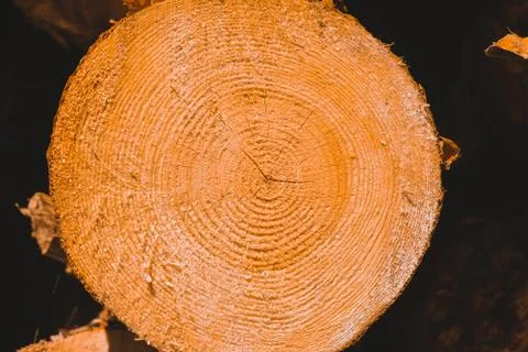 Macro texture of a slice of pine trunk Stock Photos