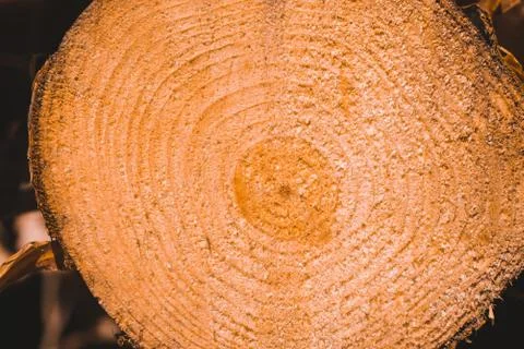 Macro texture of a slice of pine trunk Stock Photos