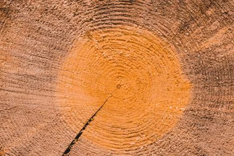 Macro texture of a slice of pine trunk Foto stock