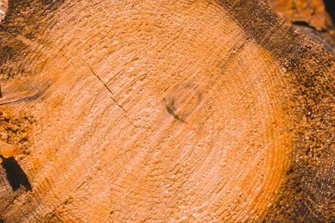 Macro texture of a slice of pine trunk Stock Photos