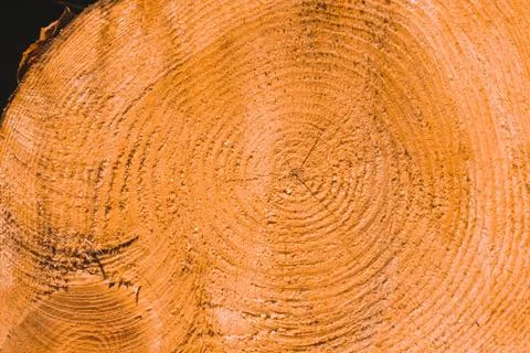 Macro texture of a slice of pine trunk Stock Photos