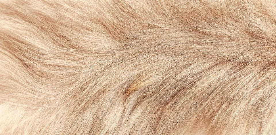 Macro texture of soft red cat fur with delicate strands and natural pattern.. Stock Photos