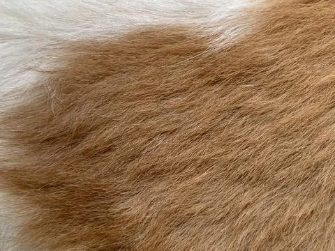 Macro Texture of Soft White and Warm Brown Shih Tzu Dog Fur in Daylight Stock Photos