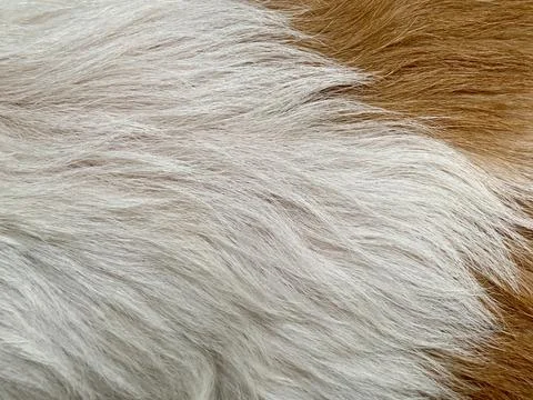 Macro Texture of Soft White and Warm Brown Shih Tzu Dog Fur in Daylight Stock Photos