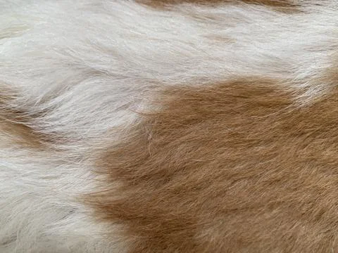 Macro Texture of Soft White and Warm Brown Shih Tzu Dog Fur in Daylight Stock Photos