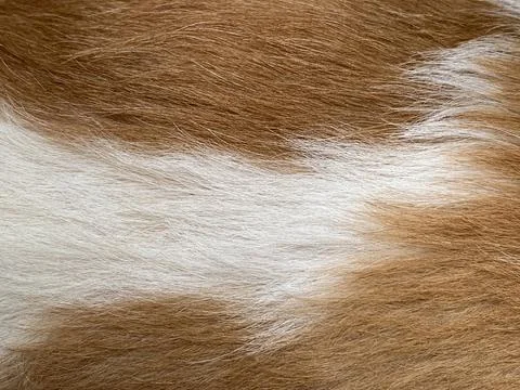 Macro Texture of Soft White and Warm Brown Shih Tzu Dog Fur in Daylight Stock Photos