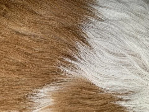 Macro Texture of Soft White and Warm Brown Shih Tzu Dog Fur in Daylight Stock Photos