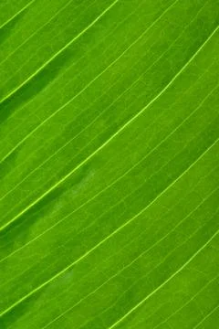 Macro texture of spathiphyllum leaf Stock Photos