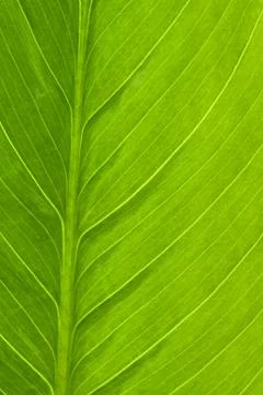 Macro texture of spathiphyllum leaf Stock Photos