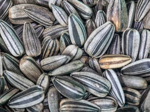 Macro Texture of Striped Sunflower Seeds Stock Photos