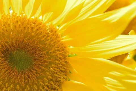 Macro texture of Sunflower petals Stock Photos