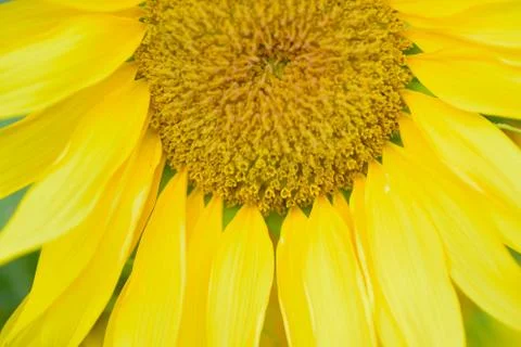 Macro texture of Sunflower petals Stock Photos