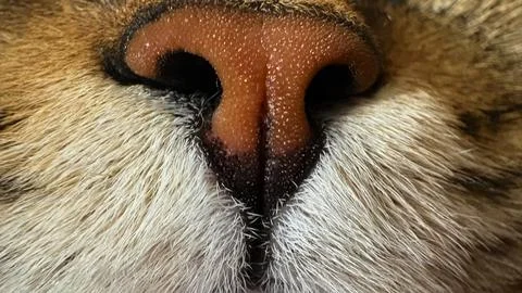 Macro Texture Of Tabby Cat Nose, Detailed Close-Up Of Skin And Fur, Veterinary Stock Photos